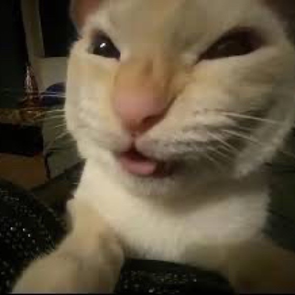 Meet your Posher, Brandon - Picture 2 of 4